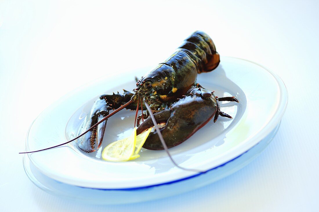 A Boston lobster