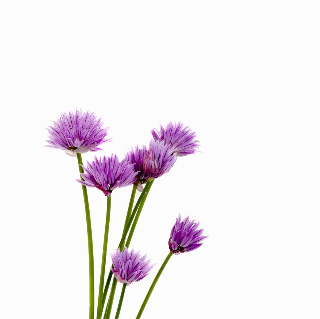 Several chive flowers