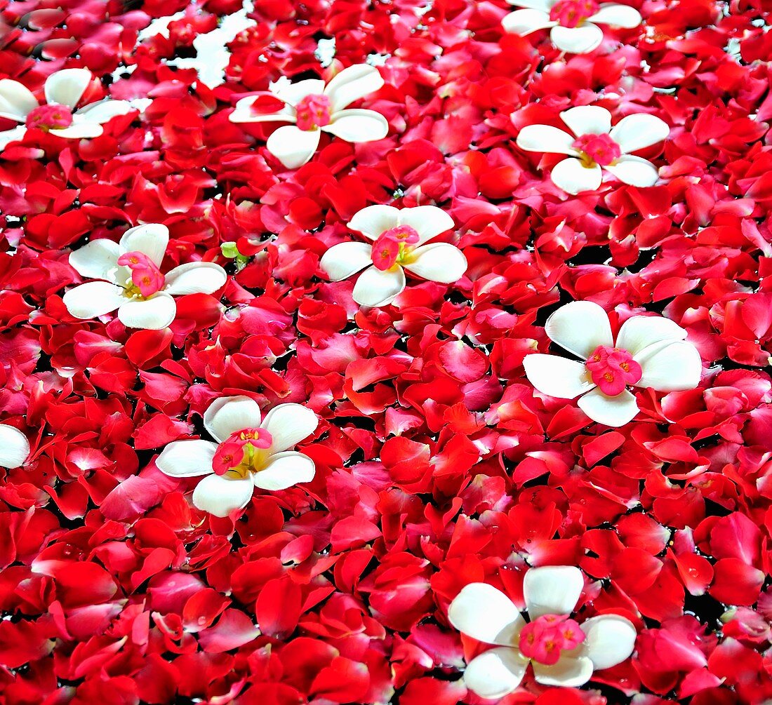 Expanse of red flowers with some white flowers