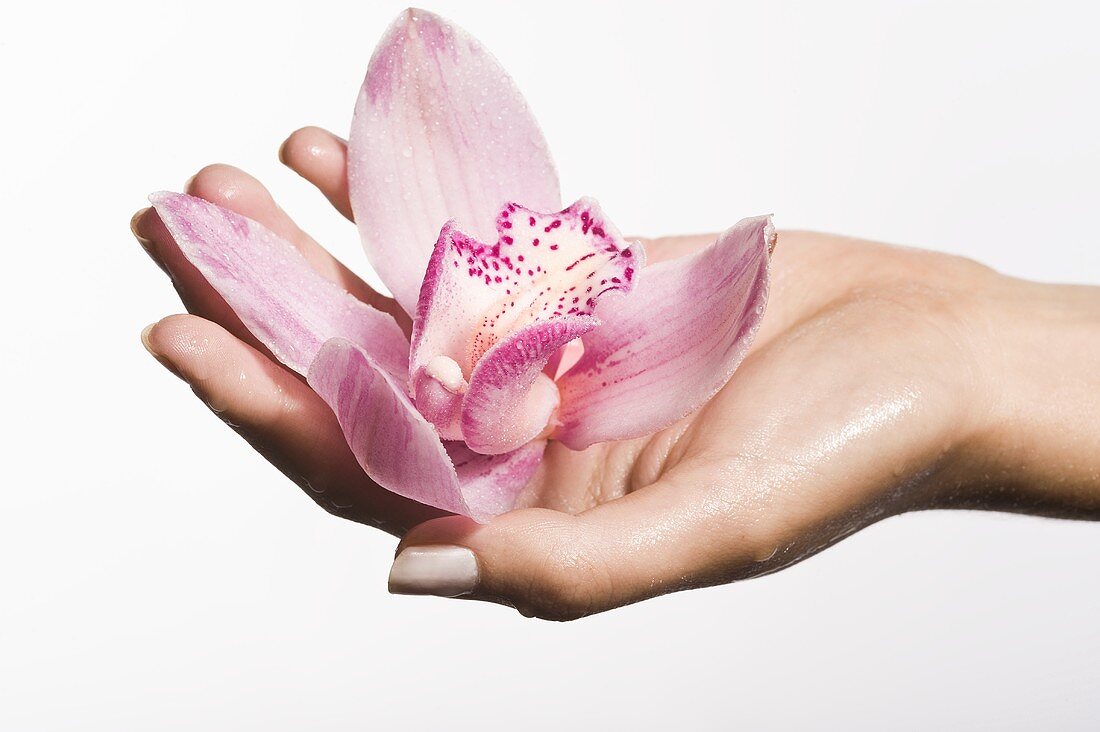 Orchid flower in woman's hand