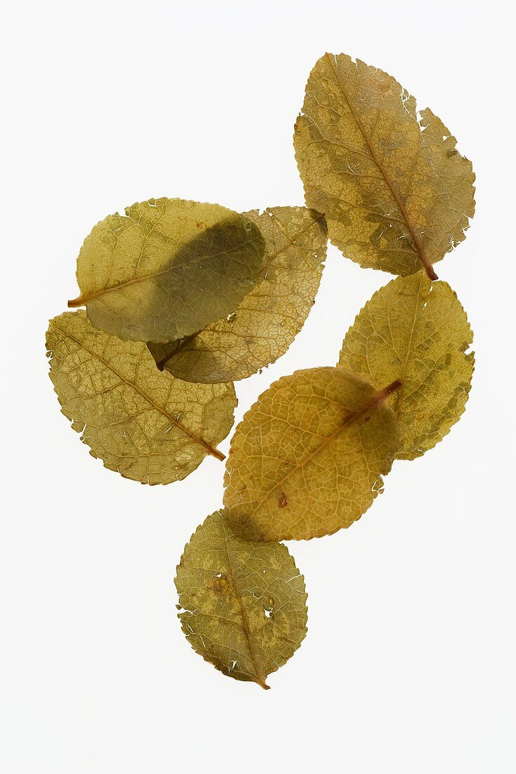 Getrocknete Heidelbeerblätter