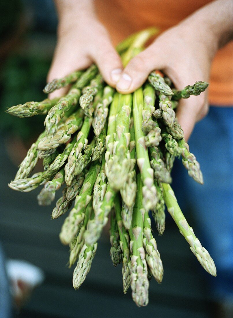 Hands holding green asparagus