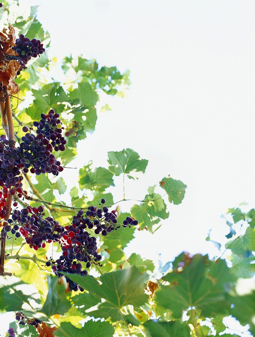 Red wine grapes on the vine