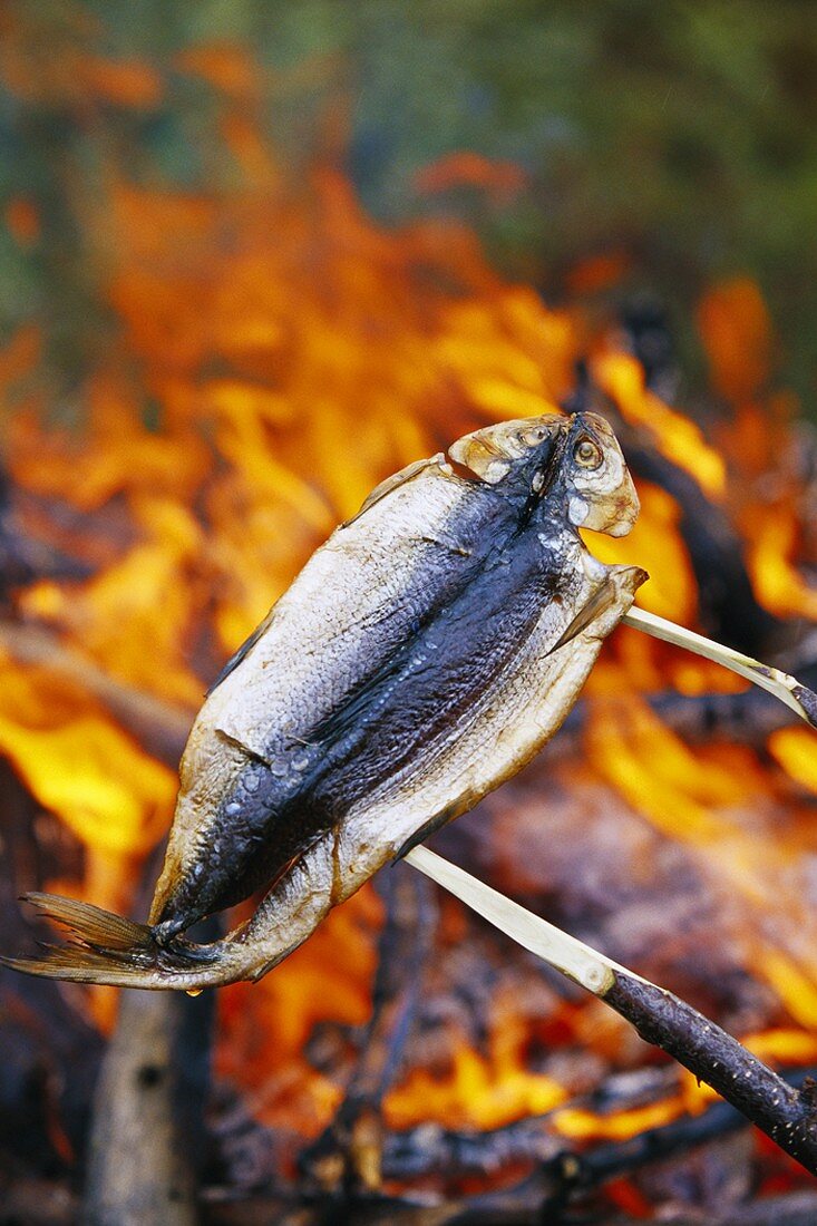 Grilling fish over a campfire