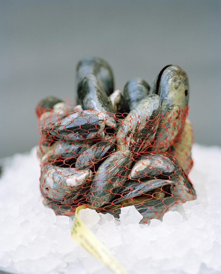 Fresh mussels in a net