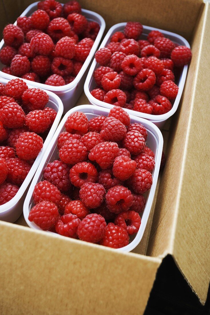 Raspberries in plastic trays