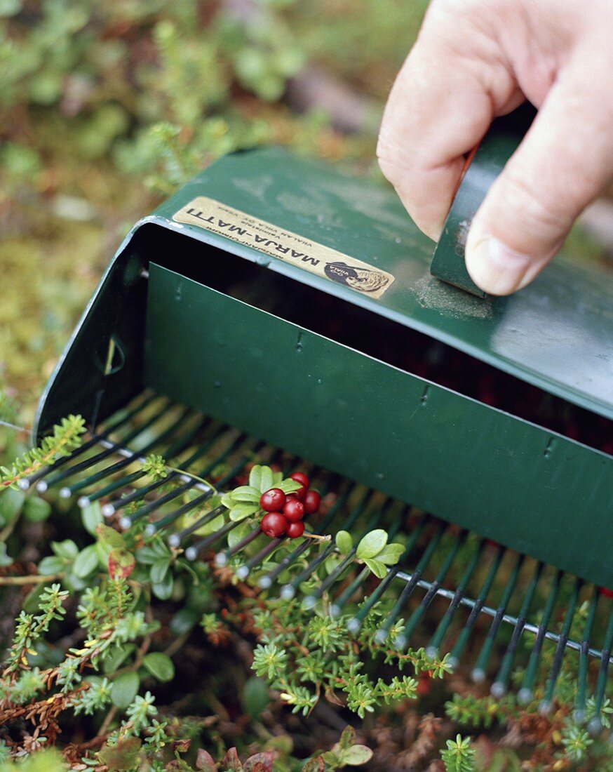 Preiselbeeren ernten