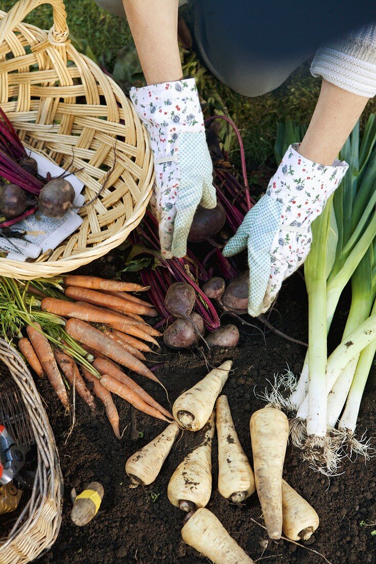 Hands sorting freshly picked vegetables