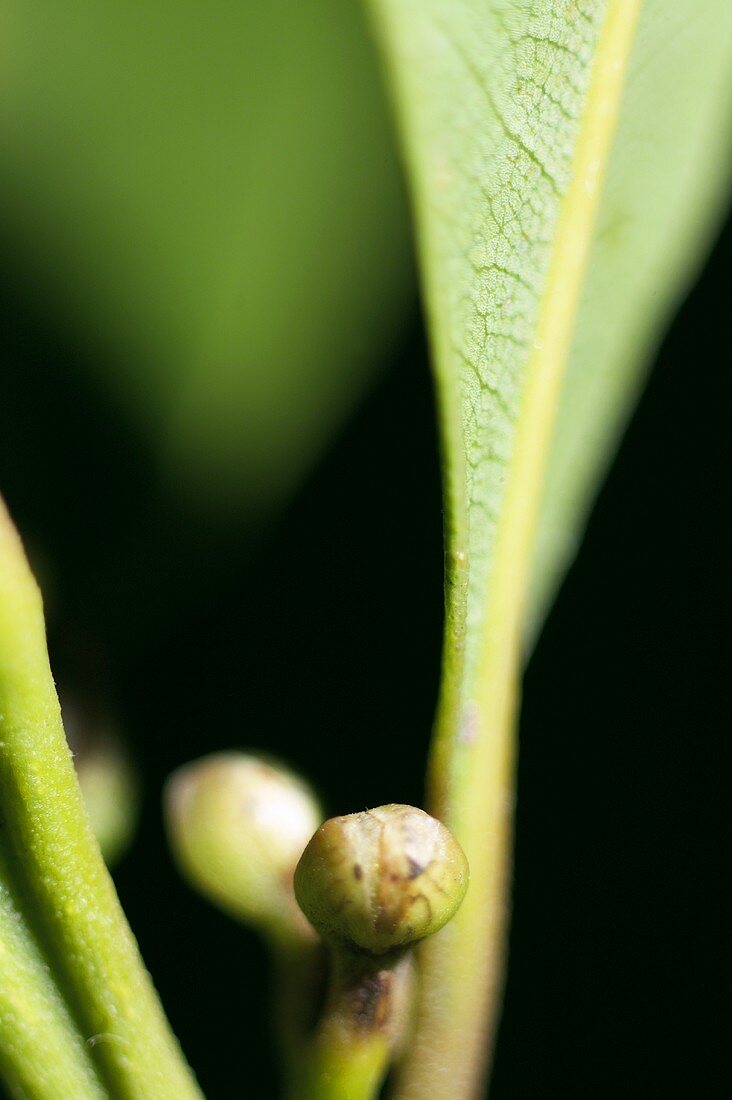 Lorbeerblätter mit Knospen