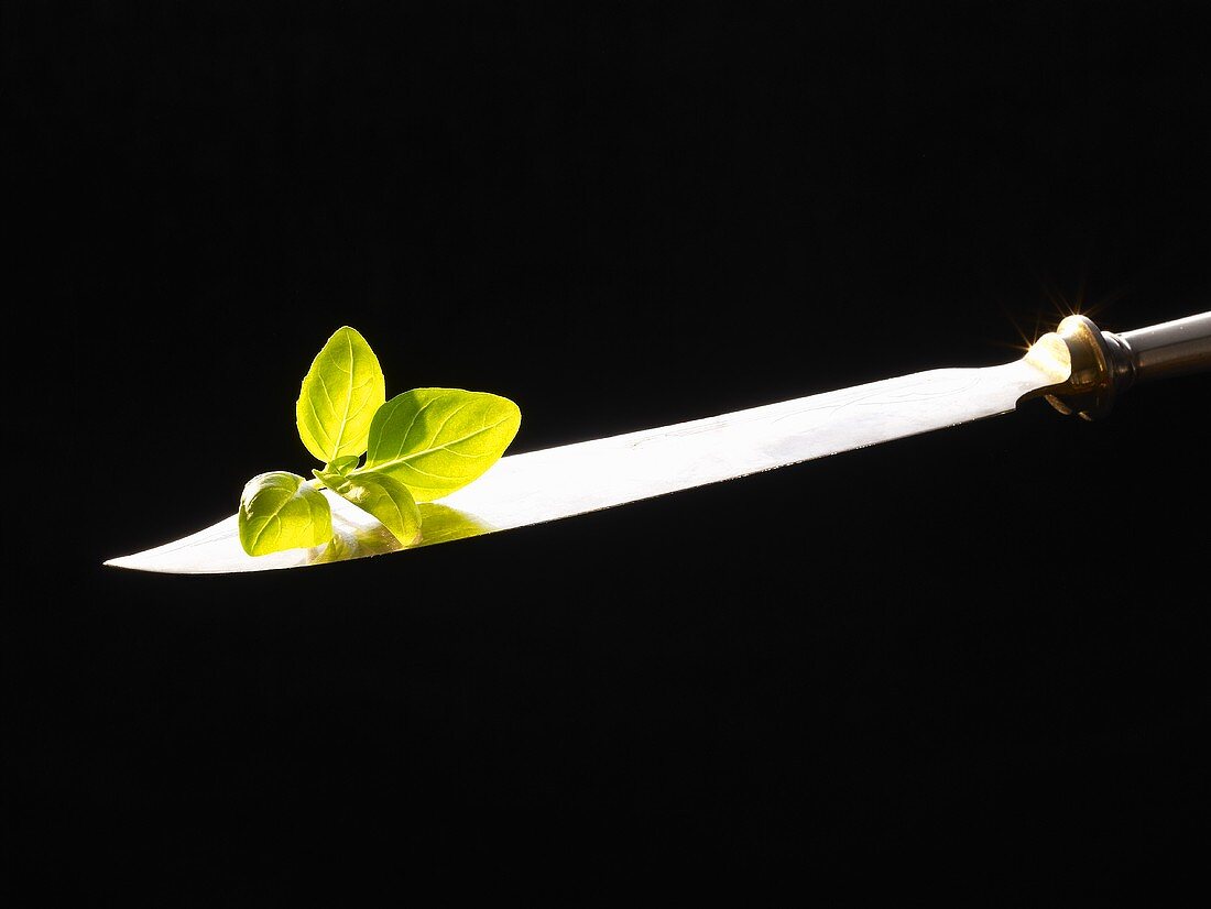 Basil on a knife