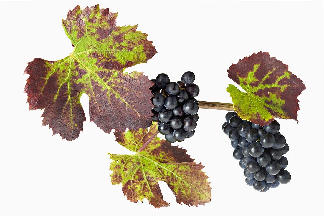 Black grapes with vine leaves