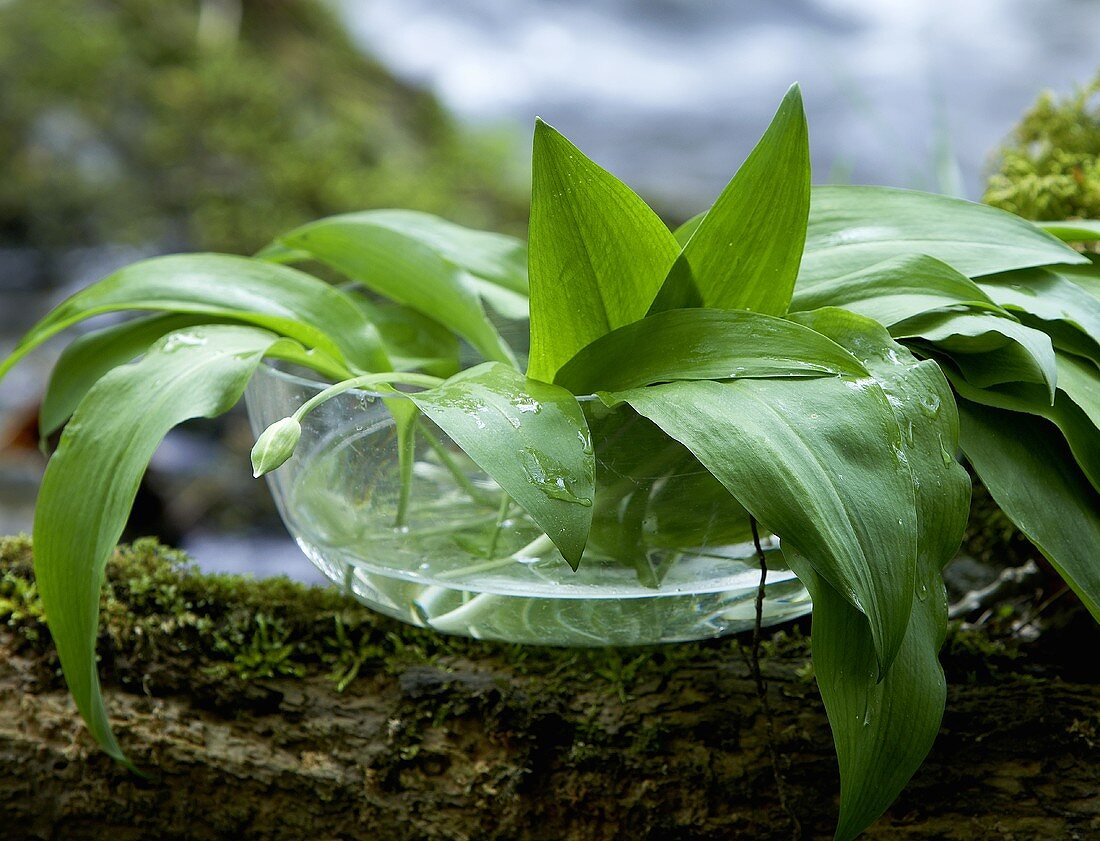 Bärlauch in Schale mit Wasser