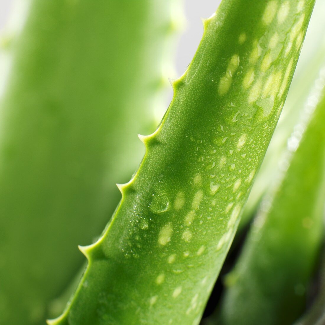 Aloe Vera (Close Up)