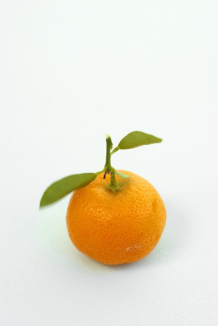 Ornamental orange with leaves