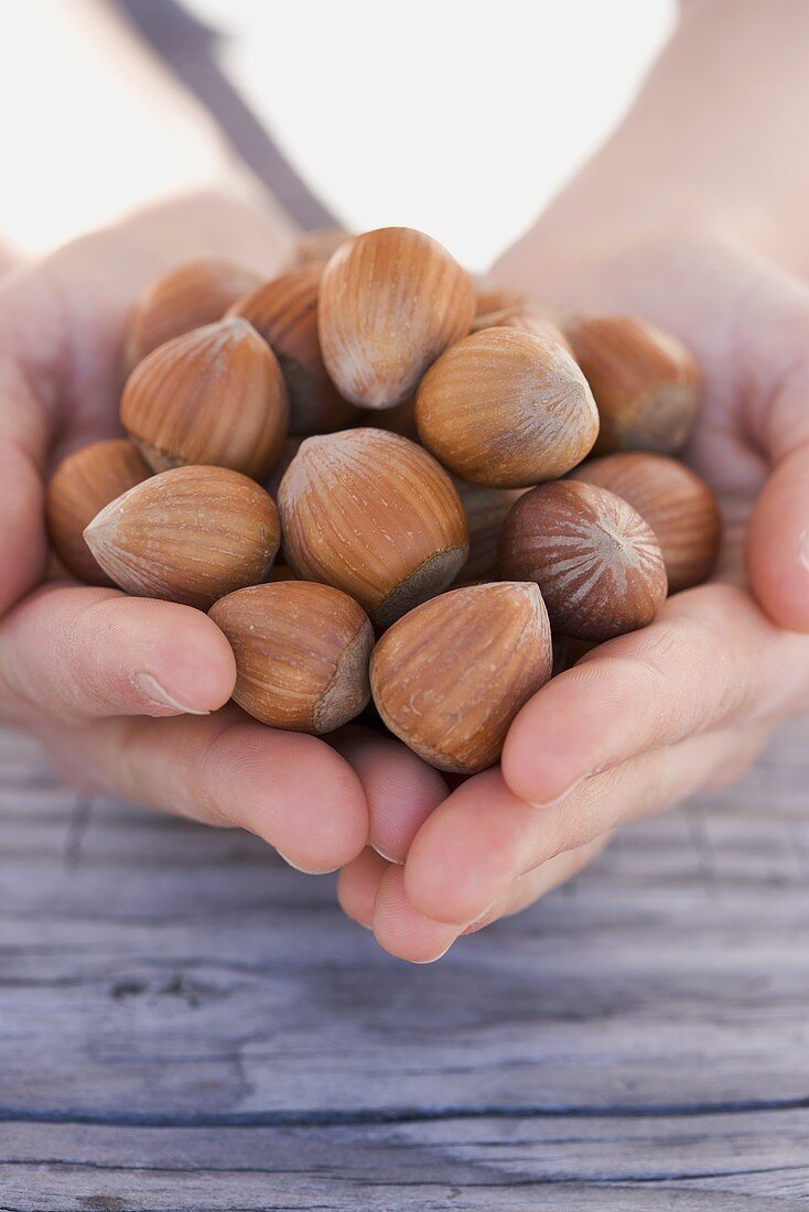 Hands holding hazelnuts