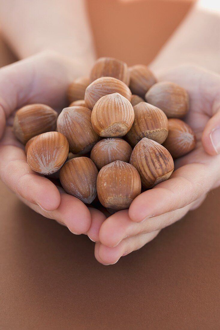 Hands holding hazelnuts