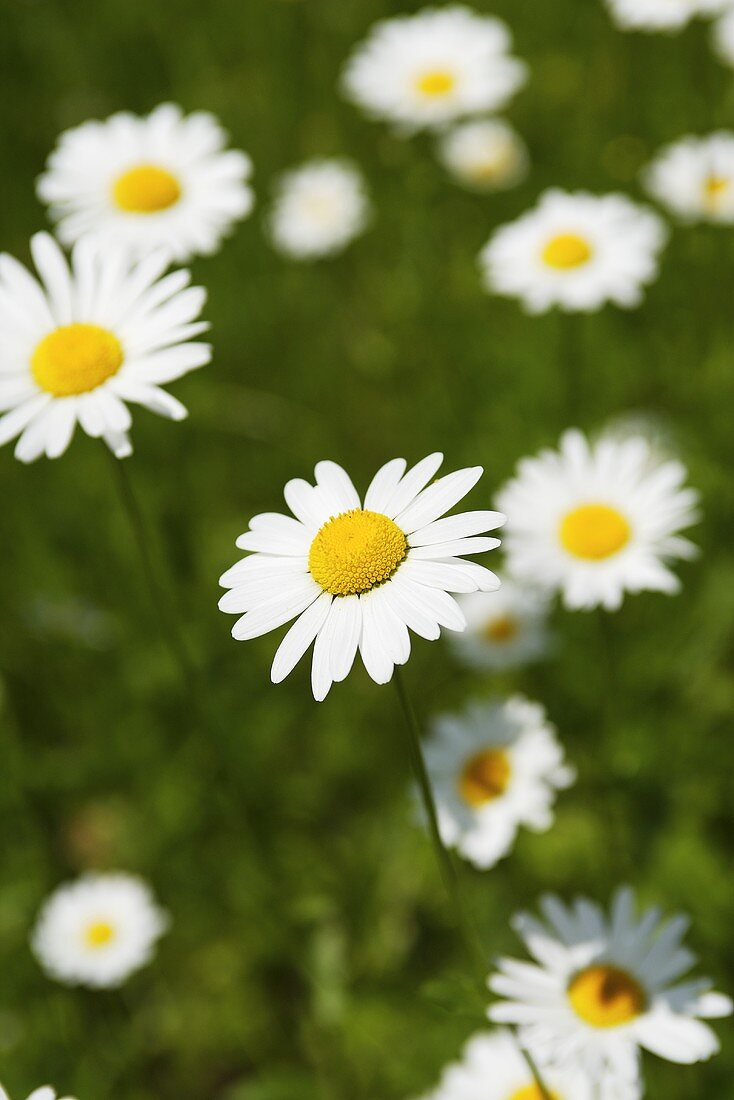 Margeriten auf Wiese