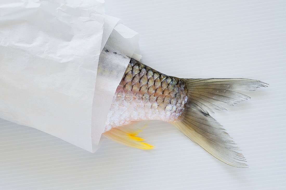 Schwanzflosse eines Hasels ragt aus Papier, Thailand