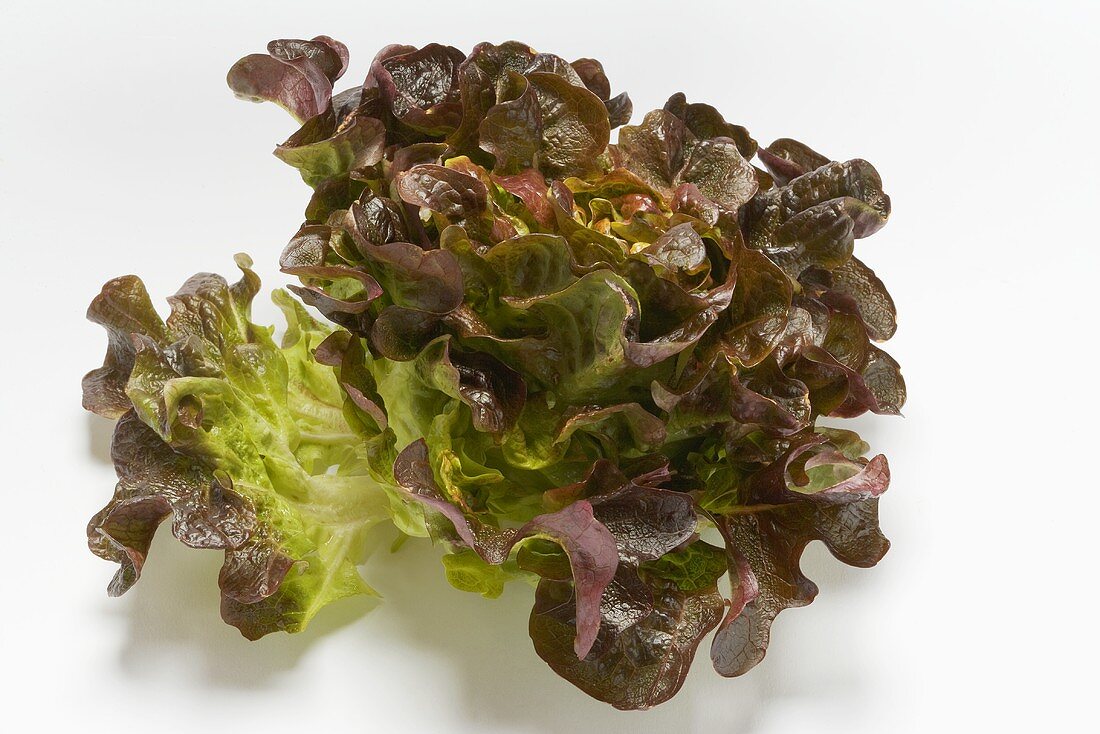 Oak leaf lettuce