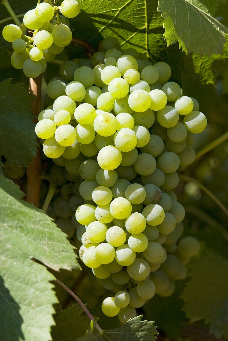 Antao Vaz grapes on the vine