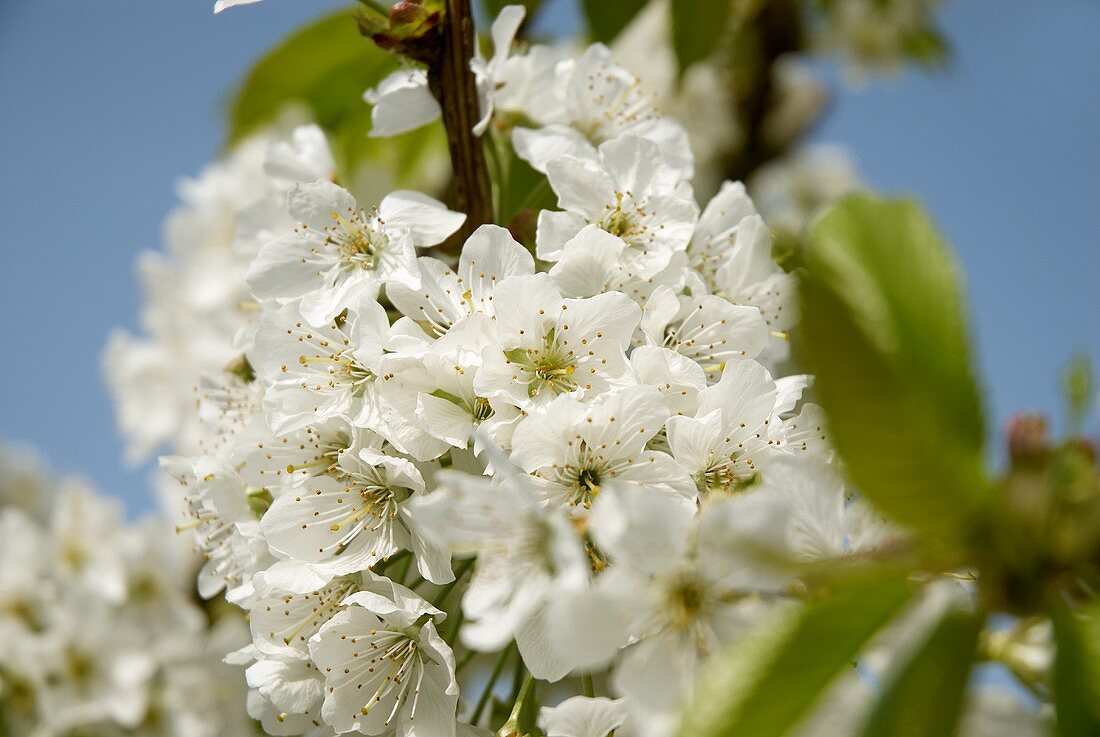 Cherry blossom