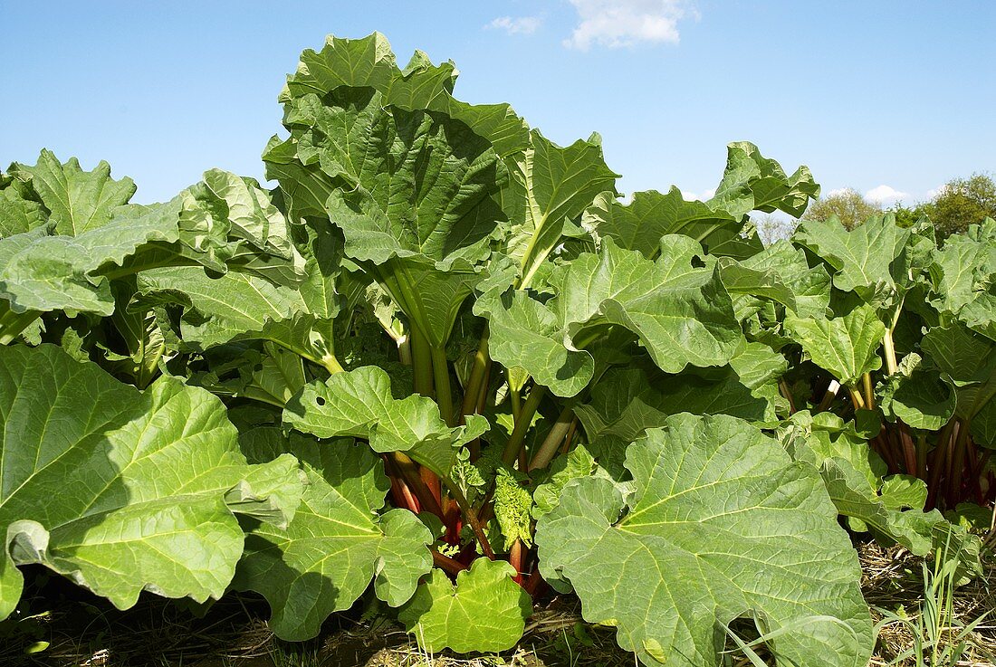 Rhubarb in the field