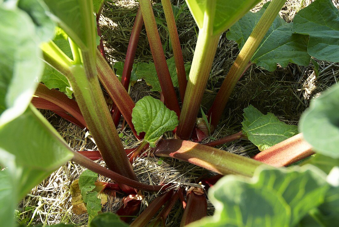 Rhubarb in the field
