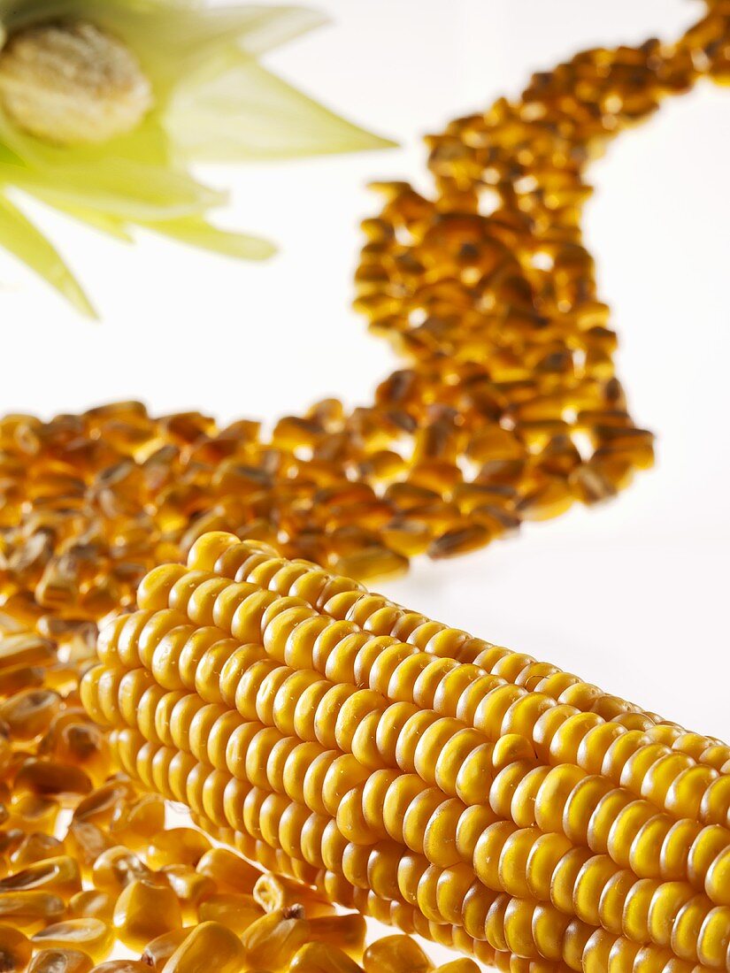 Corn on the cob and corn kernels forming a 'road'