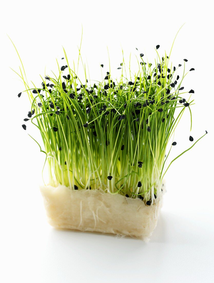 Chive sprouts