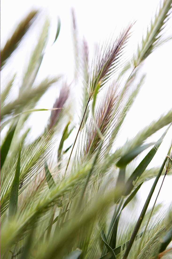 Ears of wheat (detail)