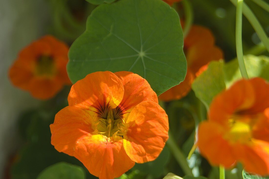 Nasturtium flowers in the open air