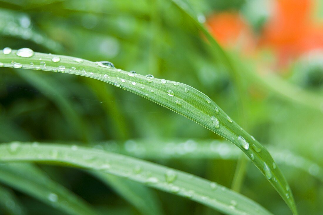 Lily leaf with drops of water
