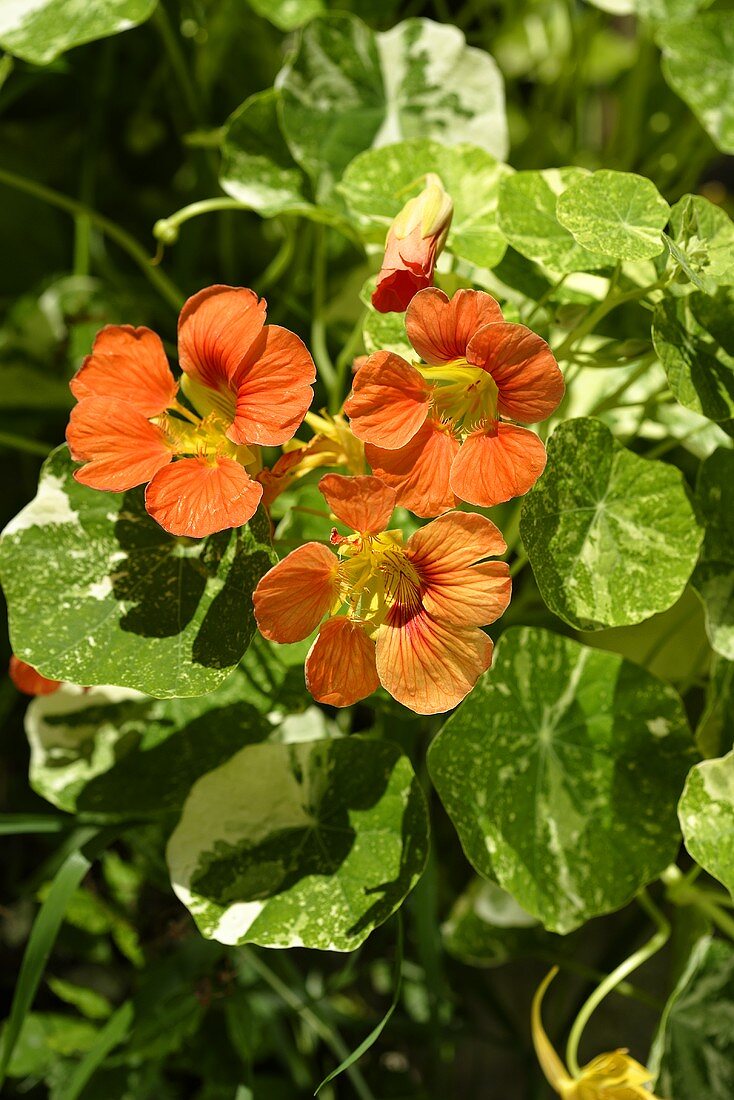 Orangefarben blühende Kapuzinerkresse im Freien