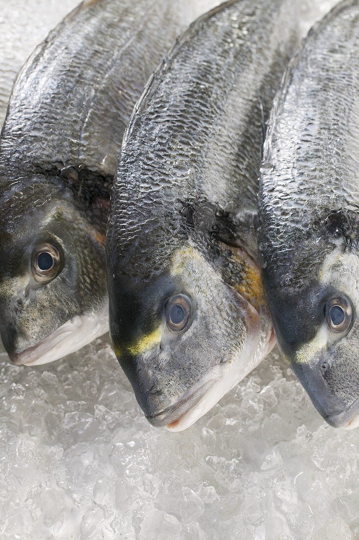 Three sea bream on crushed ice