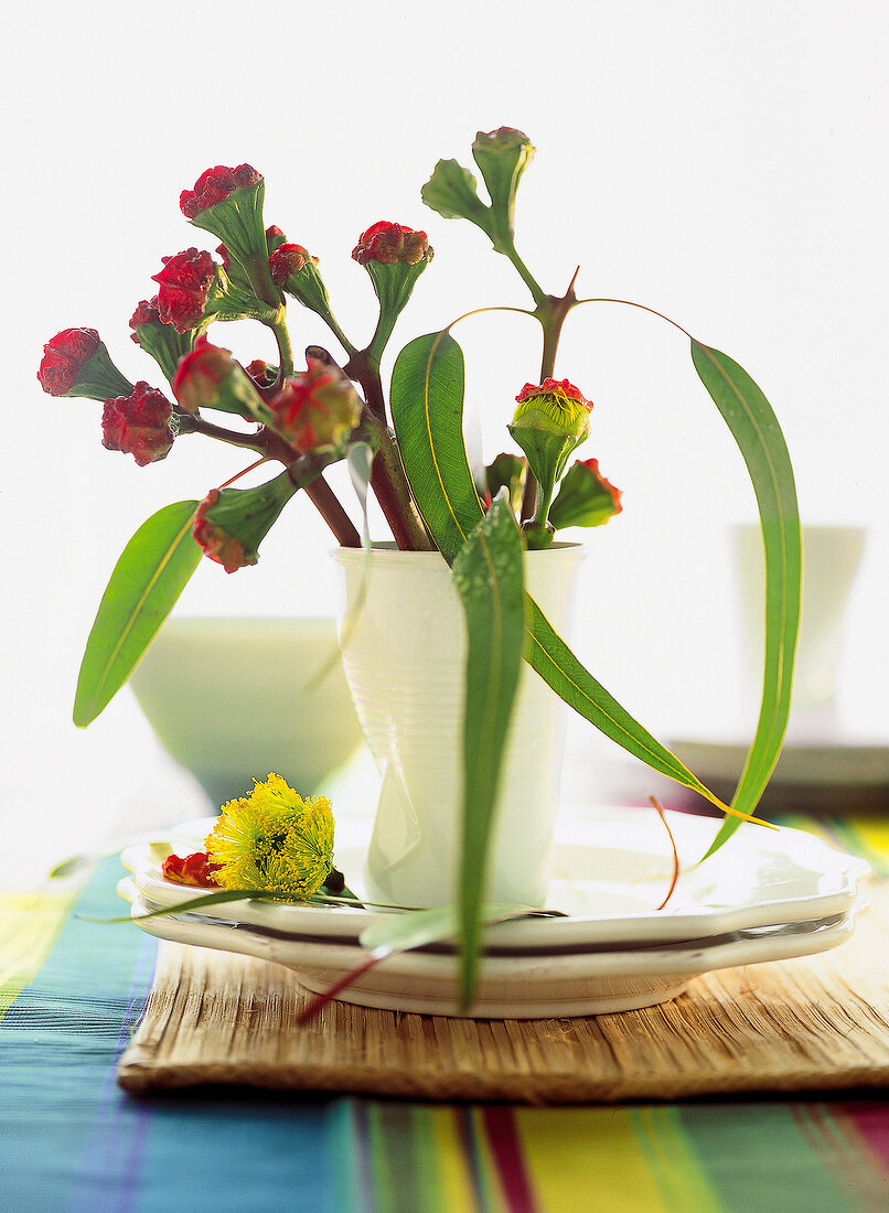 Eucalyptus erythrocorys in white vase on table
