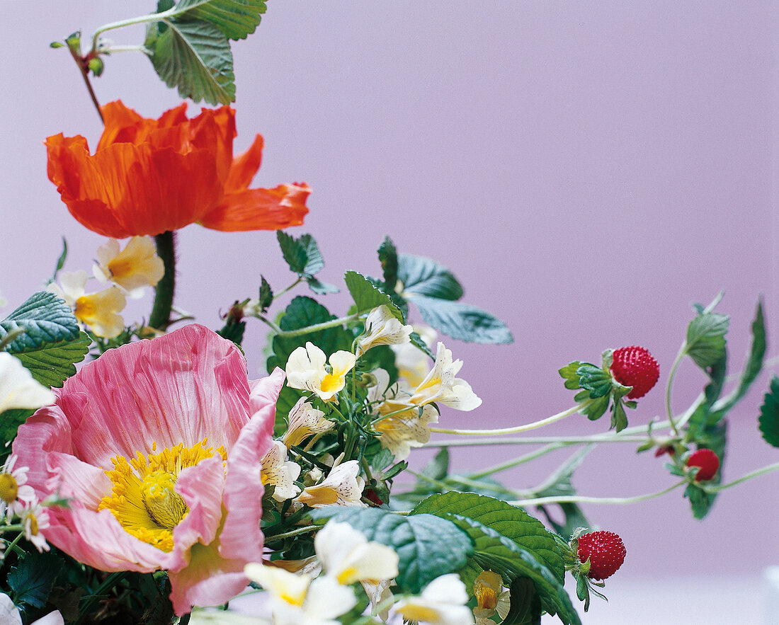 Blumenstrauß aus Islandmohn etc. im Detail, close-up