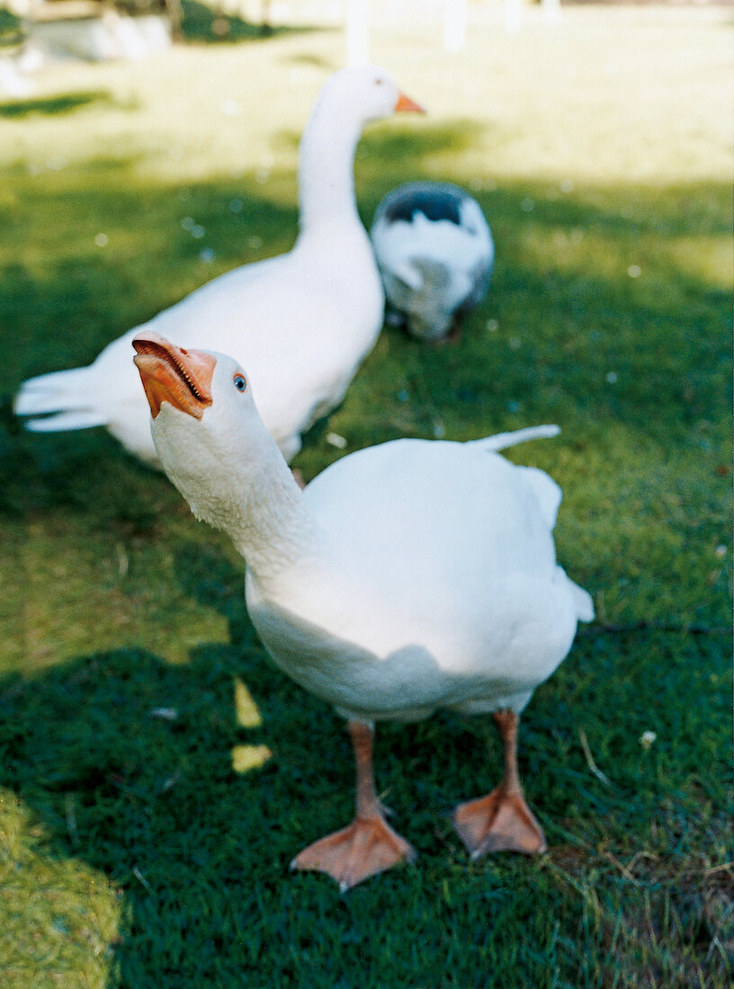 Gänse auf Feuchtwiesen im Spreewald verteidigen ihr Revier