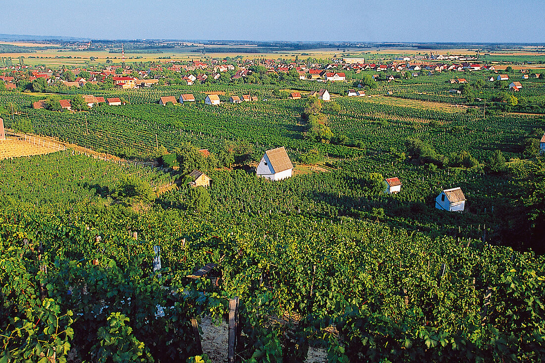 Weingebeit Sopron in Ungarn: grüner Weinanbau mit mehreren Häuschen