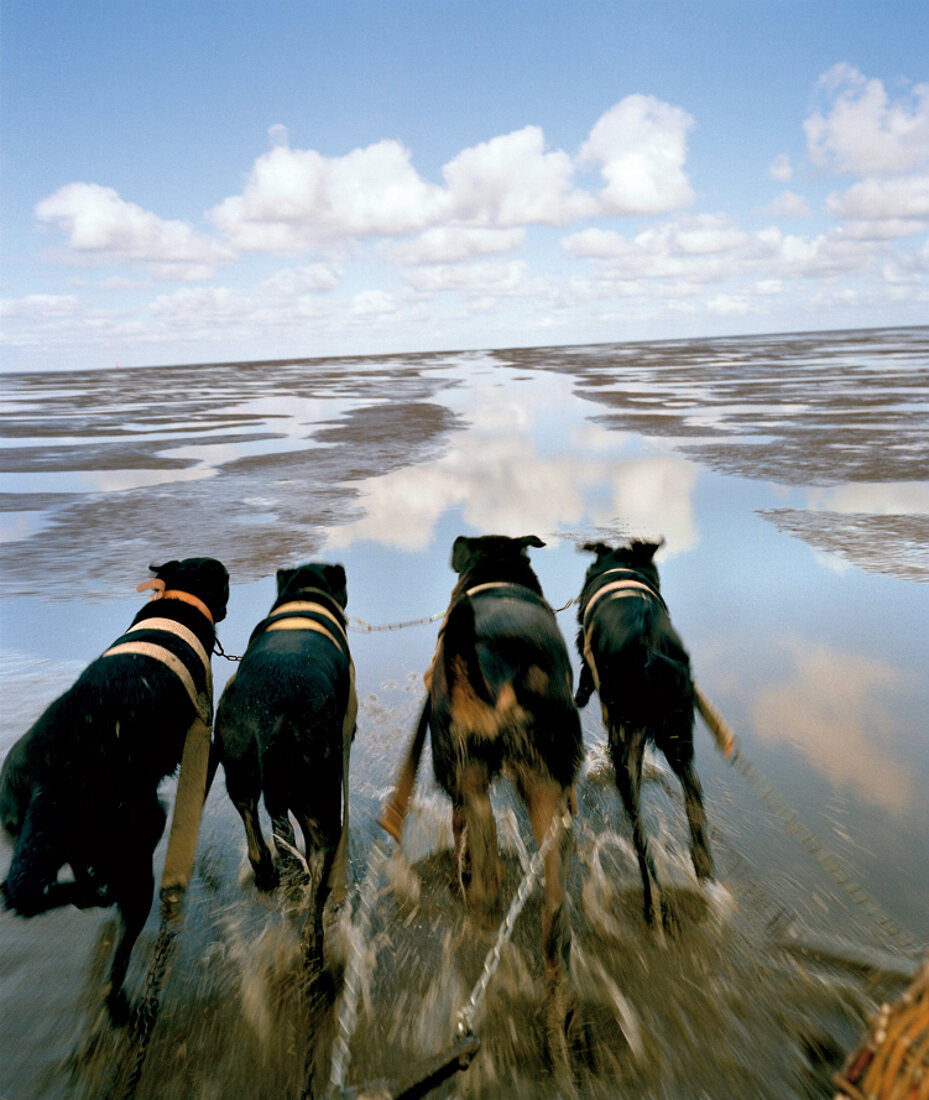 Hunde ziehen einen Schlitten durch das Wattenmeer