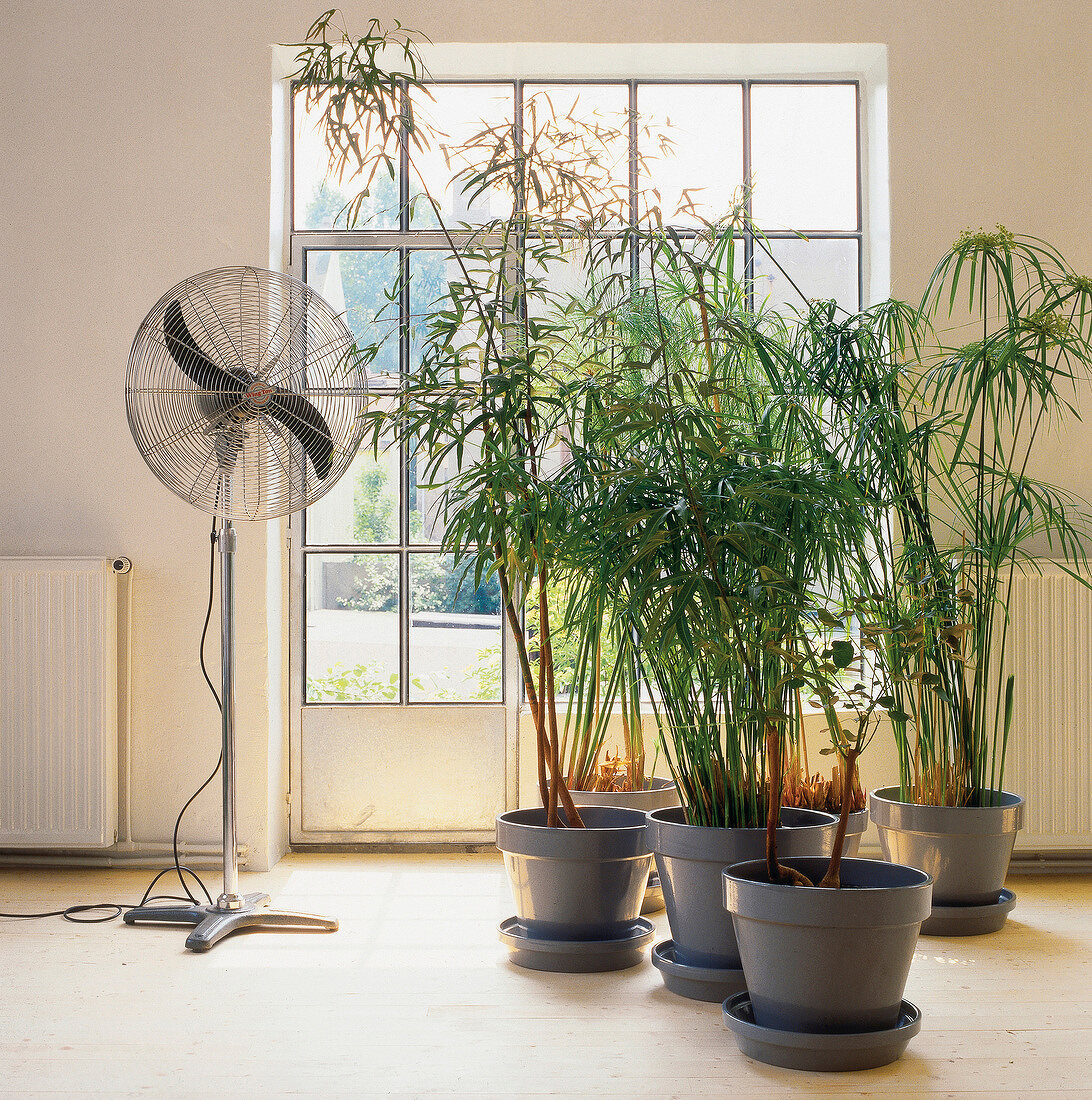 Zypergras und Bambus vor Ventilator im Zimmer, bodentiefes Fenster