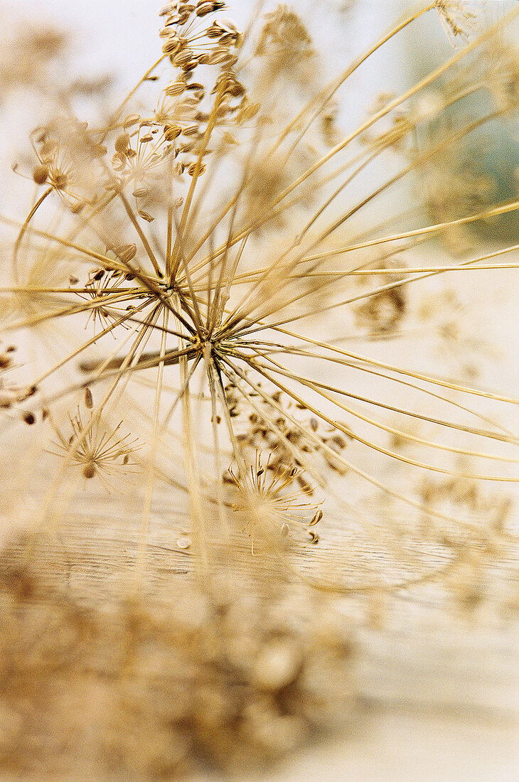 Doppeldolde eines Fenchels mit kleinen Spaltfrüchten, Samen, Detail