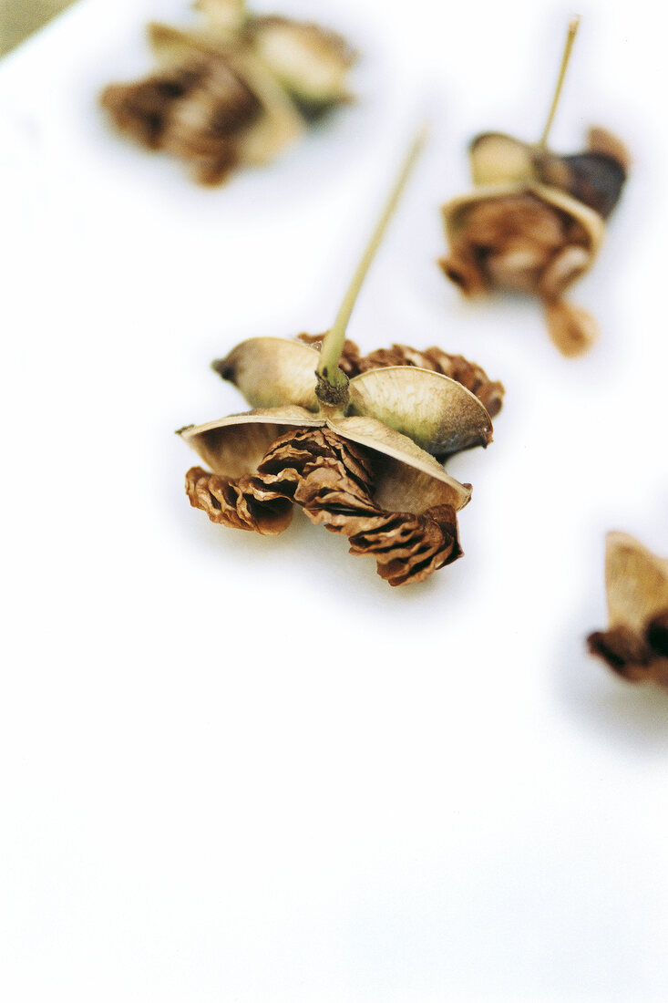 Close-up of perennial dry seeds on white surface