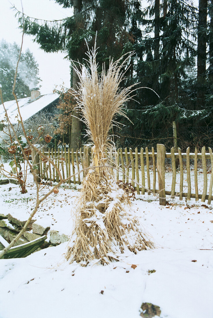 Tall dry grasses in snow for protection