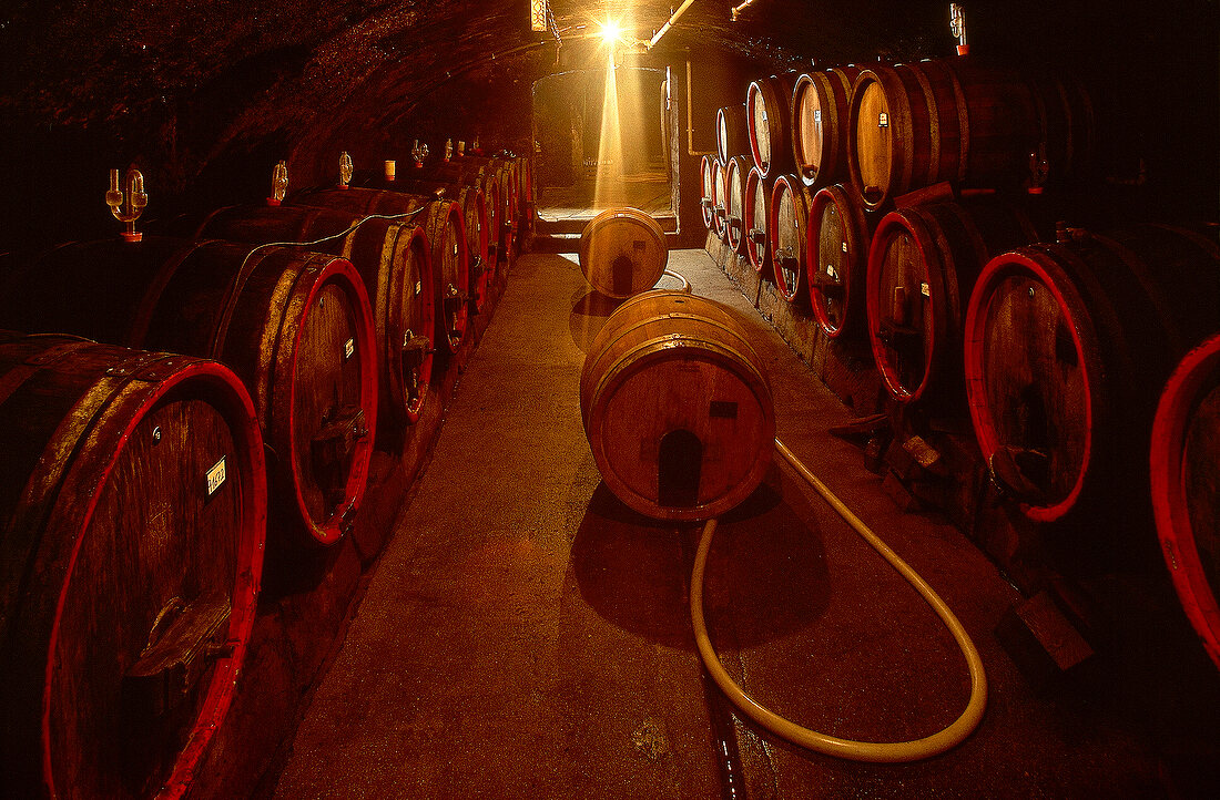 Wine barrels in cellar