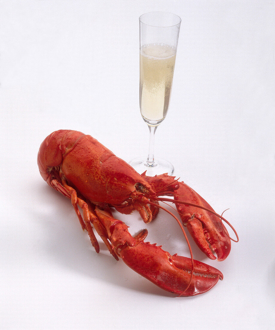 Lobster with glass of champagne on white background