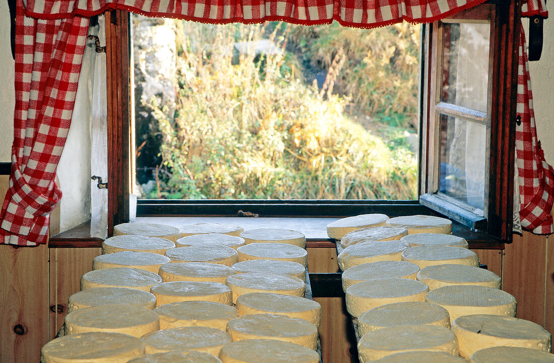 Loaves of Muenster cheese ripen in Huss in front of open window