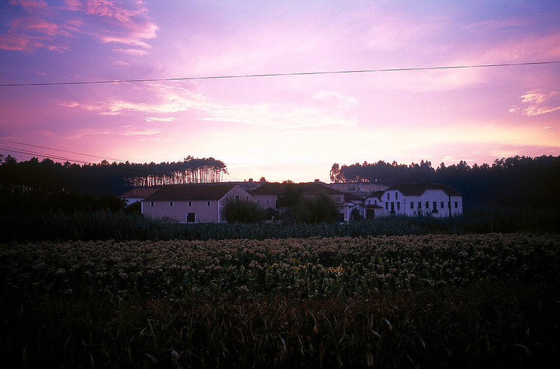 View of vineyard at Quinta do Ribeirinho after sunset, Portugal