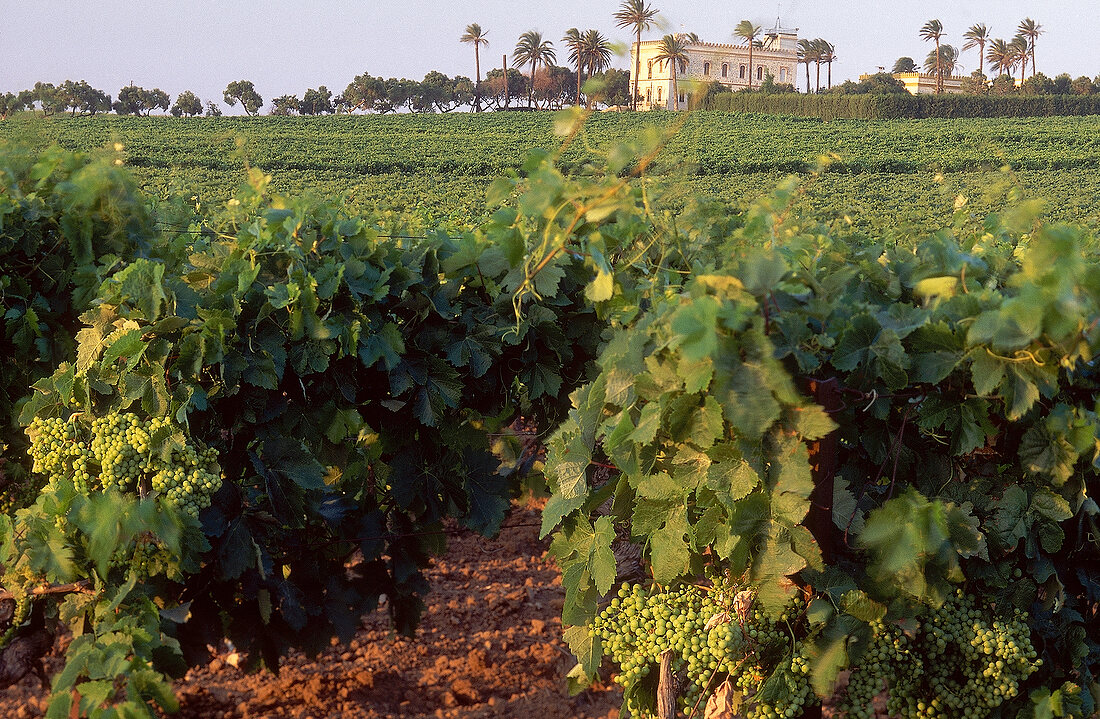 View of vineyard in Jerez