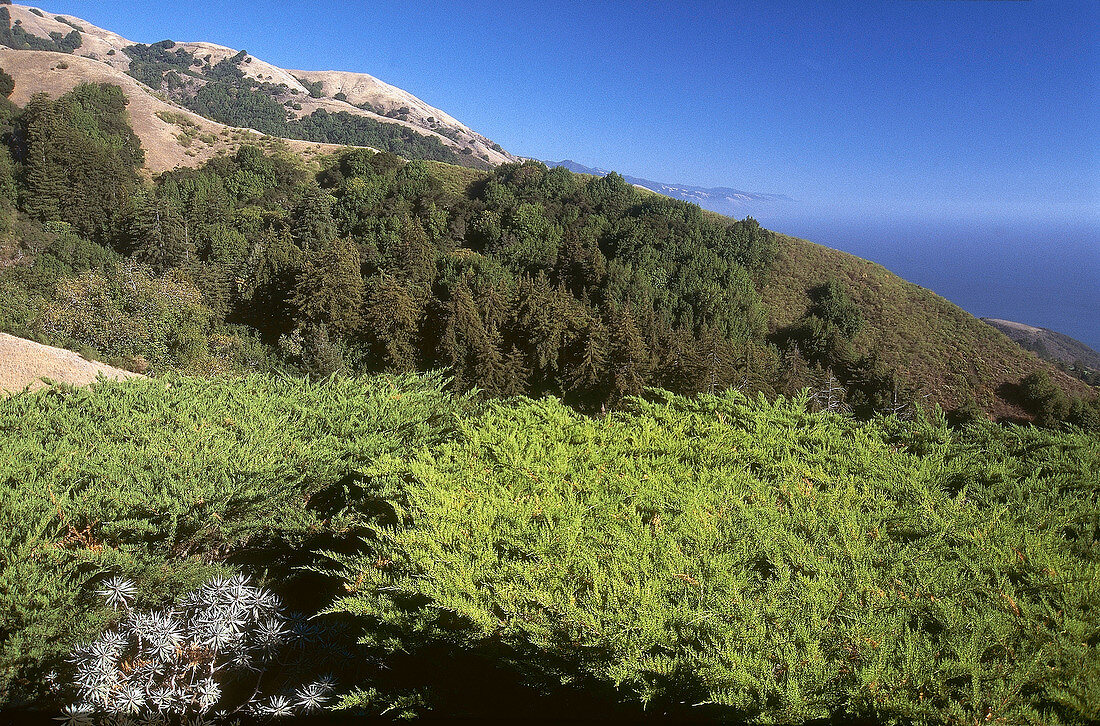 View of wooded hills near Carmel, California
