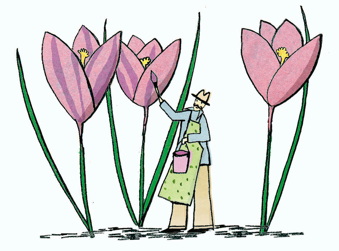 Illustration zum Thema Garten, Mann streicht Krokus mit Farbtopf lila